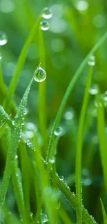 Vibrant green grass with dew drops creating a serene mobile wallpaper.