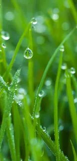 Vibrant green dewy grass wallpaper for mobile phone.