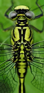 Closeup of a green dragonfly with detailed wings on a leafy background.