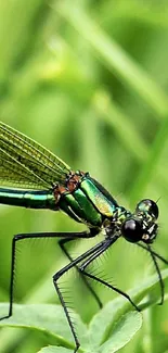 Vibrant green dragonfly resting on grass in nature.