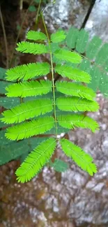 A close-up of a vibrant green fern leaf with a natural earthy background.