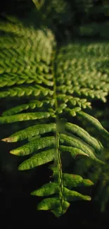 Close-up of green fern leaves with detailed texture.