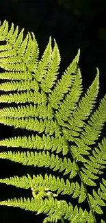 Close up of vibrant green fern leaves on a dark background.