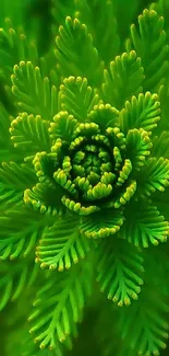 Close-up of vibrant green fern leaves forming a symmetrical pattern.