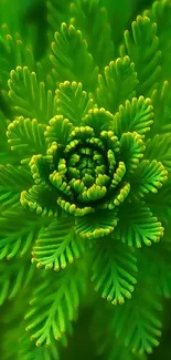 Close-up of vibrant green fern leaves in a symmetrical pattern.