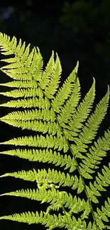 Vibrant green fern leaf with detailed texture against a dark background.