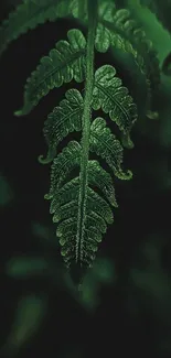 Close-up of a vibrant green fern leaf against a dark background.