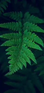 Close-up of vibrant green fern leaves creating a serene nature mobile wallpaper.