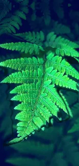 Vibrant green fern leaf with lush foliage.