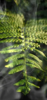 Close-up vibrant green fern leaf against dark background.