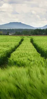 Lush green field with distant hills under a cloudy sky.