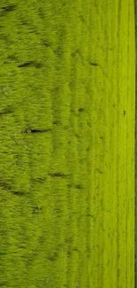 Vibrant green field under a clear sky.