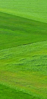 Mobile wallpaper featuring vibrant green fields in a serene and natural setting.