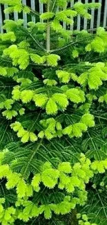 Vibrant green fir tree with lush foliage.