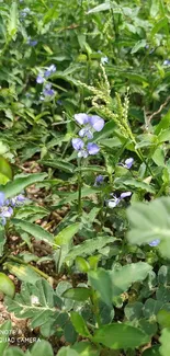 Lush green plants with small purple flowers in vibrant natural setting.