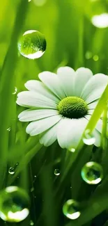 A vibrant green flower with dewdrops on lush grass background.