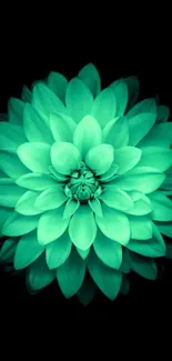 Vibrant green dahlia flower on a black background wallpaper.