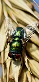 Close-up of a green fly on straw in vivid detail.