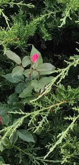 A vibrant pink flower among lush green foliage, perfect for nature-themed wallpaper.