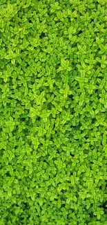 Vibrant green leaves creating a natural texture.