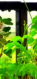 Lush green leaves against a window frame.