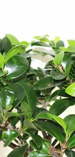 Vibrant green leaves forming a lush natural wallpaper.