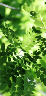 Lush green foliage wallpaper with overlapping leaves.