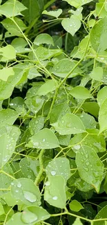 Vibrant green foliage with dewdrops on leaves.