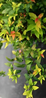 Vibrant green leaves in a gray pot.