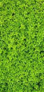 Vibrant green foliage texture wallpaper for a natural look on mobiles.