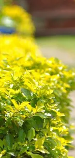 Vibrant green foliage wallpaper with yellow-green leaves.