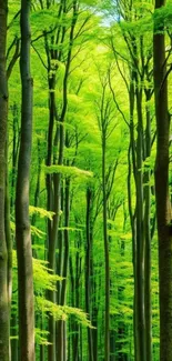 Vibrant green forest with tall trees and lush foliage.