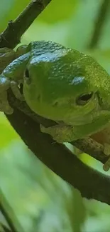 Close-up shot of a vibrant green frog on a branch.