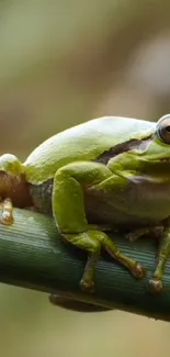 Close-up of a vibrant green tree frog perched on a branch.