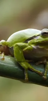 A vibrant green frog perched on a branch in a natural setting.