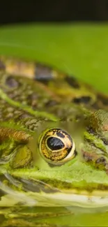 Close-up of a vibrant green frog on a leaf.