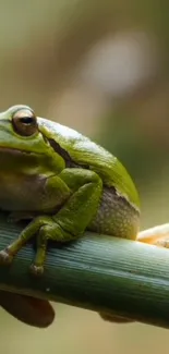 A vibrant green frog perched on a branch in a natural setting.