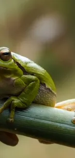 Green frog perched on a leafy branch with a blurred forest background.