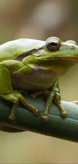 Green frog perched on a bamboo stalk with a blurred natural background.