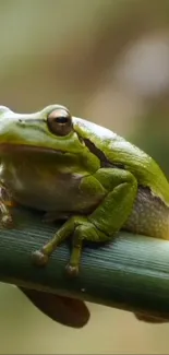 Green frog peacefully seated on branch.