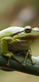 Green frog on a branch with a blurred background, ideal for phone wallpaper.