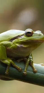 Green frog perched on a bamboo stalk, close-up view.