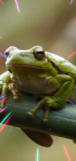 A green frog sits on a branch with colorful light bursts.