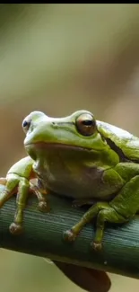 Close-up of a vibrant green frog on a branch, ideal for nature-themed mobile wallpaper.