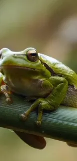 Close-up of a green frog perched on a branch.