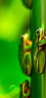 Close-up of a vibrant green frog on a leaf, perfect for phone wallpaper.