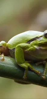 Vibrant green frog resting on a branch in nature.