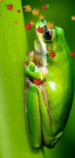 Close-up of a bright green frog on a leaf.