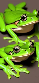 Two vibrant green frogs on a dark background, perfect for a nature-themed phone wallpaper.