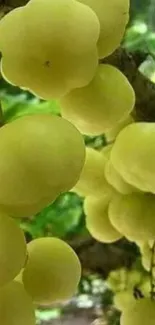 A cluster of sunlit green grapes hanging on a vine in natural surroundings.